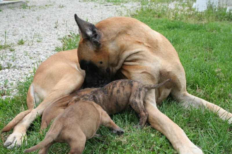 du Petit Monterac - Dogue allemand - Portée née le 25/05/2007