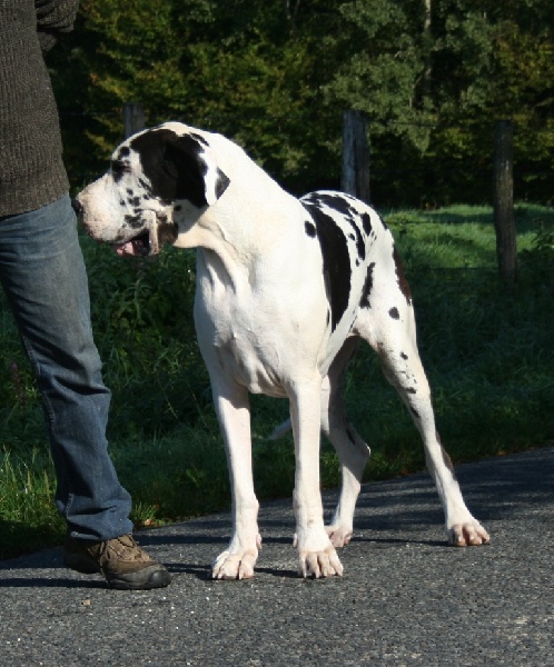 Candy sugar du Petit Monterac