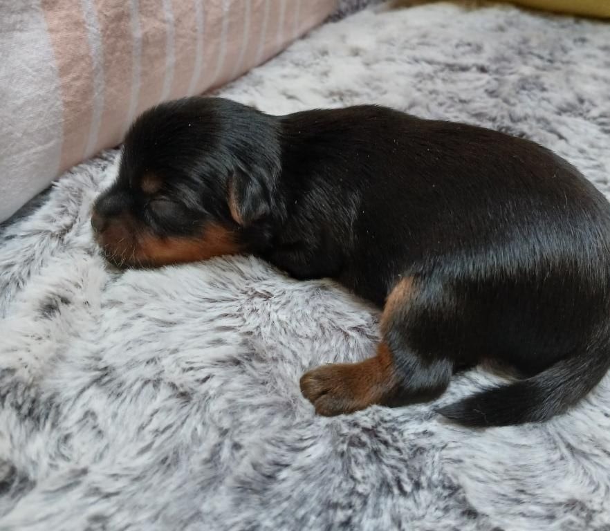 du Petit Monterac - Chiots disponibles - Yorkshire Terrier