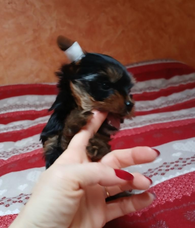 du Petit Monterac - Chiots disponibles - Yorkshire Terrier