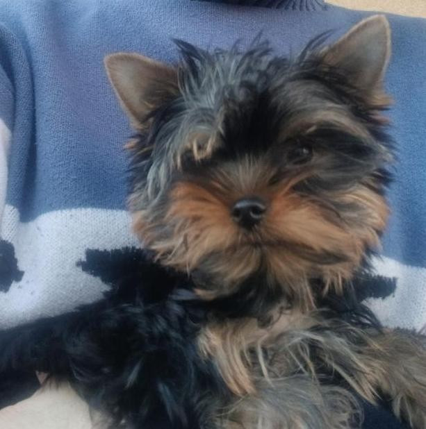 du Petit Monterac - Chiots disponibles - Yorkshire Terrier