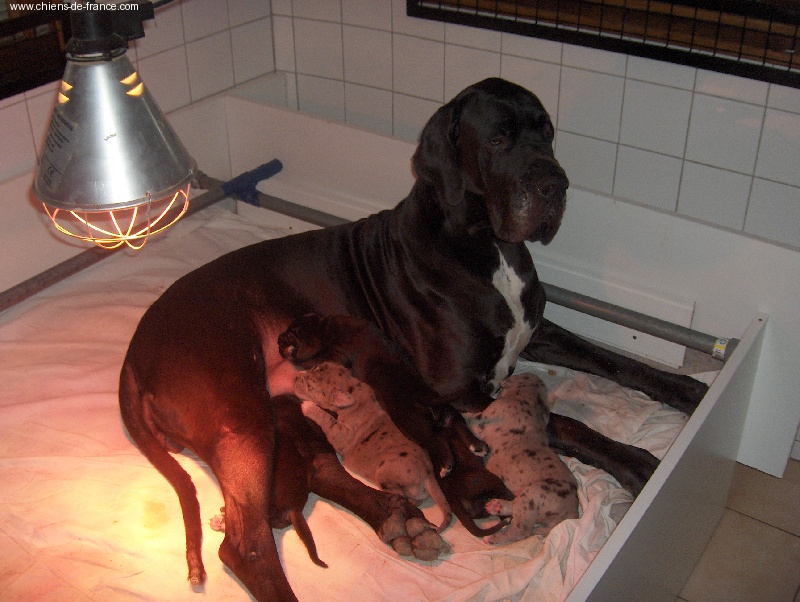 Chiot Dogue allemand du Petit Monterac