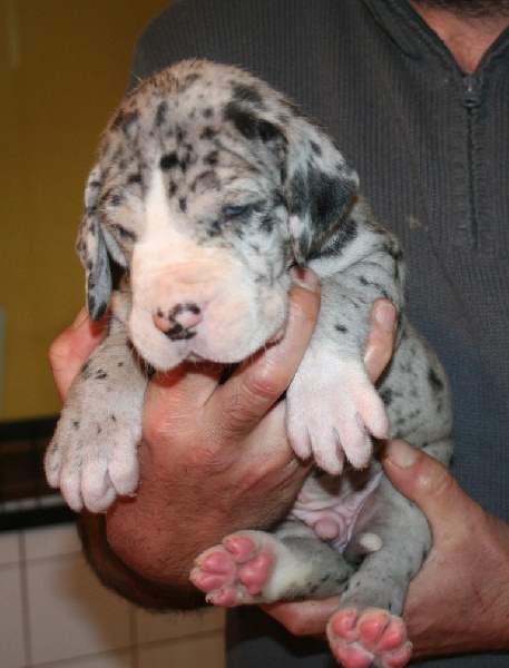 du Petit Monterac - Dogue allemand - Portée née le 13/04/2010