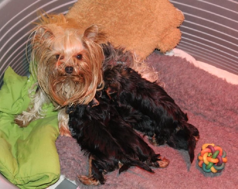 du Petit Monterac - Yorkshire Terrier - Portée née le 04/10/2016