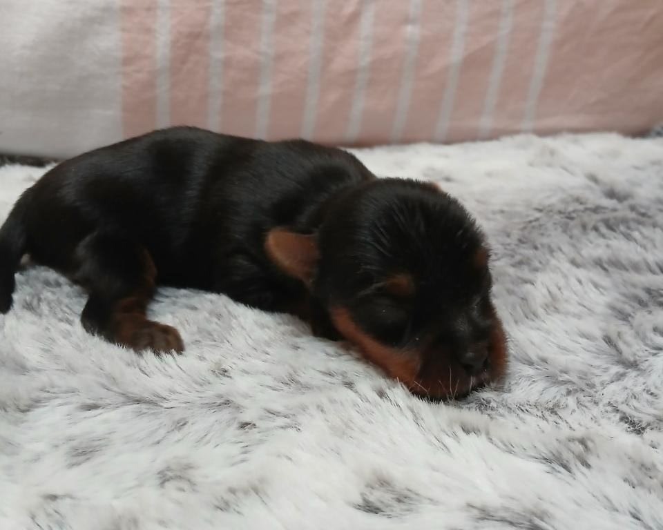 du Petit Monterac - Chiots disponibles - Yorkshire Terrier