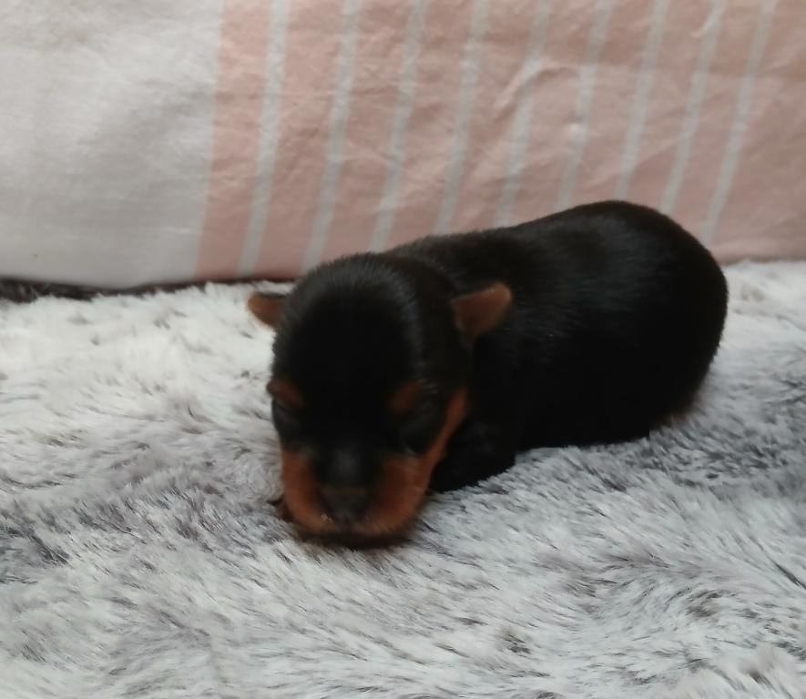 du Petit Monterac - Chiots disponibles - Yorkshire Terrier