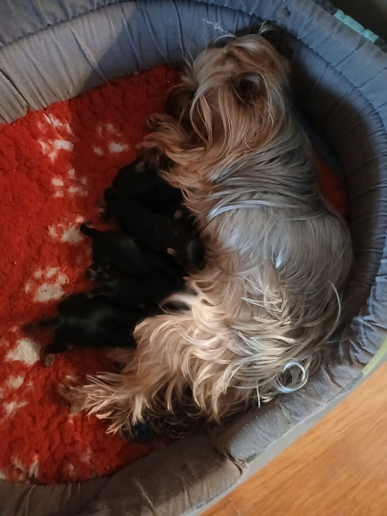 du Petit Monterac - Yorkshire Terrier - Portée née le 29/11/2025